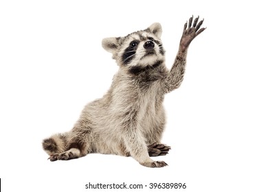 5,607 Raccoon Paw Images, Stock Photos & Vectors | Shutterstock