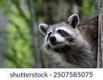 A raccoon peeks curiously from behind a tree, its fur blending with the natural forest background. The forest greenery provides a soft contrast to its sharp eyes and distinctive facial markings.