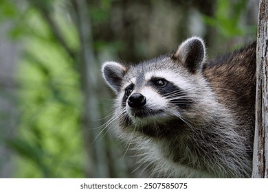 A raccoon peeks curiously from behind a tree, its fur blending with the natural forest background. The forest greenery provides a soft contrast to its sharp eyes and distinctive facial markings. - Powered by Shutterstock