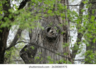 Un mapache se asoma desde un hueco de árbol rodeado de exuberantes hojas verdes en un entorno forestal.