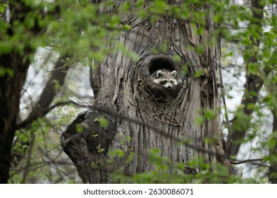 Un mapache se asoma desde un hueco de árbol rodeado de exuberantes hojas verdes en un entorno forestal.
