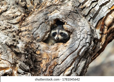 A Raccoon peers out of a hole in a large tree in the daytime.
