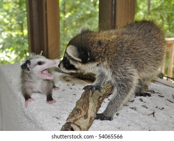 Raccoon Playing With Possum