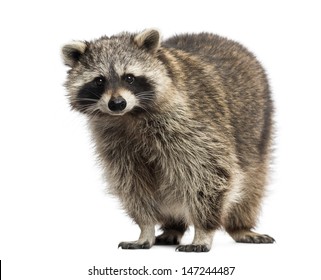Raccoon, Procyon Iotor,  standing, isolated on white