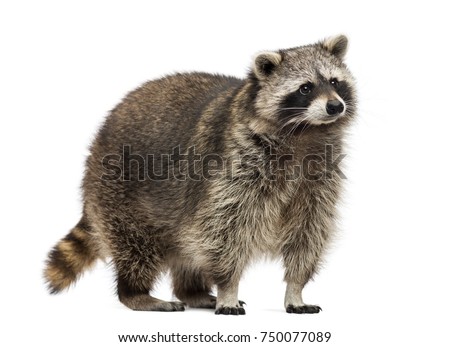 Raccoon, Procyon Iotor, standing, isolated on white