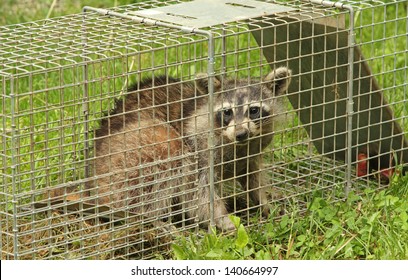 Raccoon, Procyon Lotor, In An Animal Trap