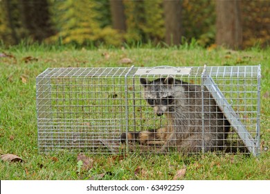 Raccoon, Procyon Lotor, Captured In An Animal Trap