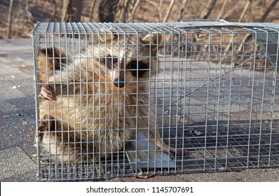 Raccoon, Procyon Lotor, Caught In An Animal Trap