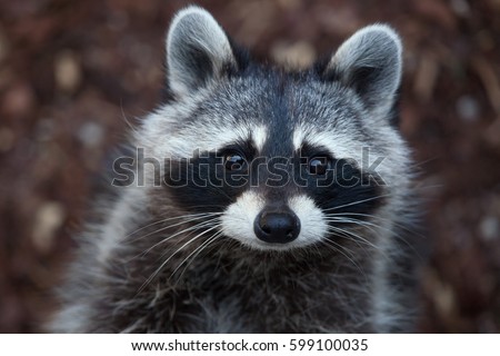 Raccoon (Procyon lotor), also known as the North American raccoon. 