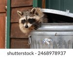 Raccoon (Procyon lotor) Leans Out of Garbage Can - captive animal