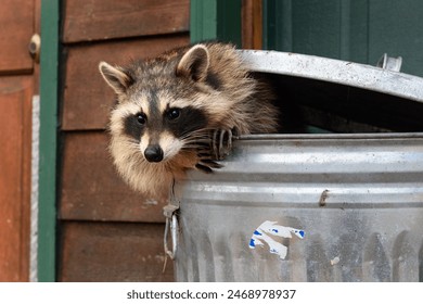 Raccoon (Procyon lotor) Leans Out of Garbage Can - captive animal