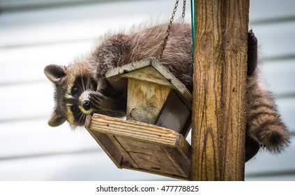 Raccoon (Procyon lotor) on a bird feeder, eastern Ontario.  Masked mammal looks for and finds an easy meal.  Friendly animal lovers helping the woodland critters.