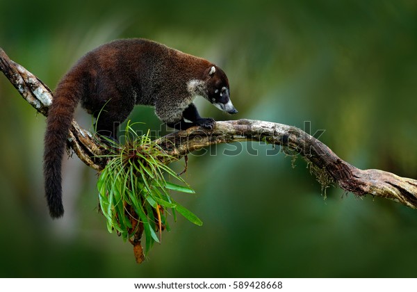 プロキオン ロターのラクーン コスタリカのナショナル パーク マヌエル アントニオの木に 森の中の動物 自然の生息地の哺乳類 熱帯コスタリカの動物 の写真素材 今すぐ編集