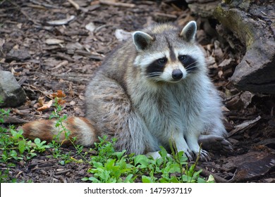 The raccoon or racoon or common, North American, northern raccoon and colloquially as coon is a medium-sized mammal native to North America. 