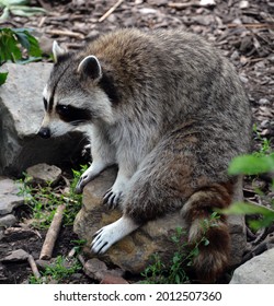 The raccoon or racoon or common, North American, northern raccoon and colloquially as coon is a medium-sized mammal native to North America.