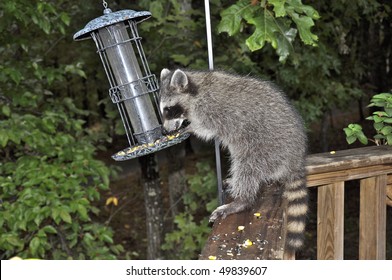 74 Raccoon bird feeder Images, Stock Photos & Vectors | Shutterstock