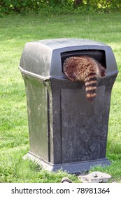 Raccoon Scavenging For Garbage