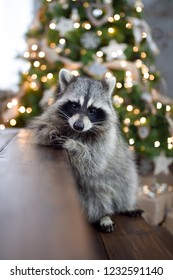 Christmas Raccoon Images, Stock Photos & Vectors | Shutterstock