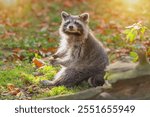 Raccoon sits on the grass with autumn leaves in the rays of the sun, a photo of an animal. Predatory mammal of the raccoon family. Environmental protection, environmental issues. Animal in autumn