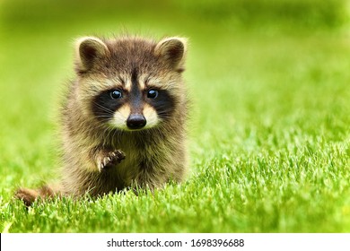 Raccoon is sitting on bright green grass with a raised paw.
