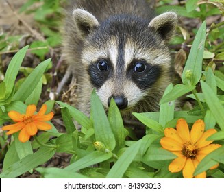 Raccoon Sniffing Flowers