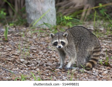 Raccoon standing on forest litter in middle of field in county park