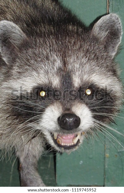 raccoon stealing cat food with subtitles