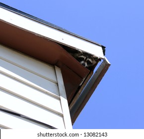 A Raccoon Sticks Her Head Out Of The Fascia Of A House's Roof.