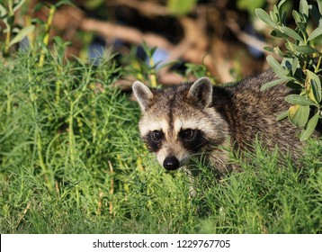 Raccoon thief in the park