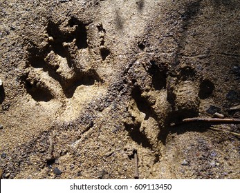 166 Raccoon tracks Stock Photos, Images & Photography | Shutterstock