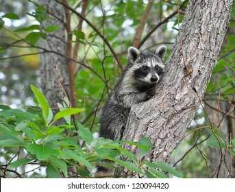 Raccoon Up a Tree