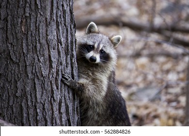 Raccoon Trying To Hide