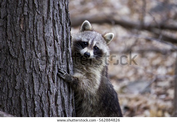 frisco hide and seek raccoon