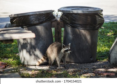 Raccoon With Two Trash Cans