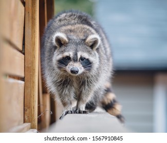 Raccoon Walking On The Fence Of A Backyard