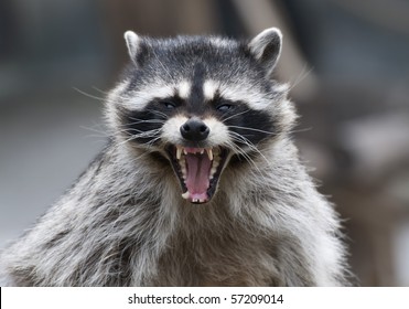 raccoon and yawn