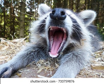 raccoon-yawning-cute-animal-face-260nw-733759876.jpg