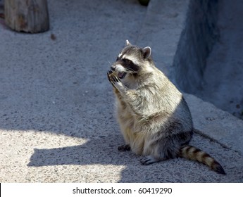 raccoon in zoo eat cookie - Procyon lotor