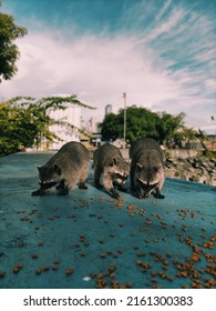 Raccoons Eating In A Group