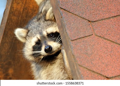 Raccoons Look Out From Under A Roof At A House