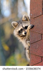 Raccoons Look Out From Under A Roof At A House