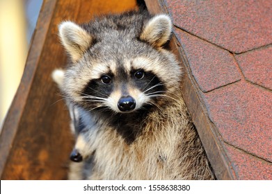 Raccoons Look Out From Under A Roof At A House