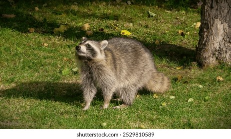 Raccoons seeking food at house backyard