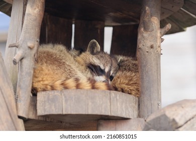 Raccoons Sleep In A Zoo House On A Summer Day