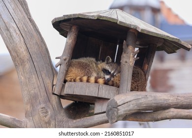 Raccoons Sleep In A Zoo House On A Summer Day