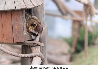 Raccoons Sleep In A Zoo House On A Summer Day