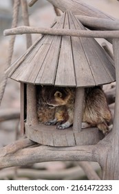 Raccoons Sleep In A Zoo House On A Summer Day