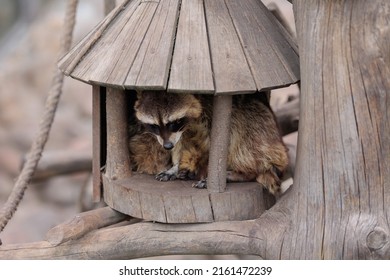 Raccoons Sleep In A Zoo House On A Summer Day