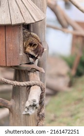 Raccoons Sleep In A Zoo House On A Summer Day