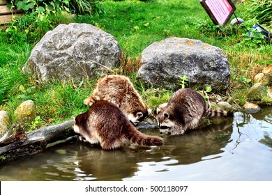 Raccoons In Water